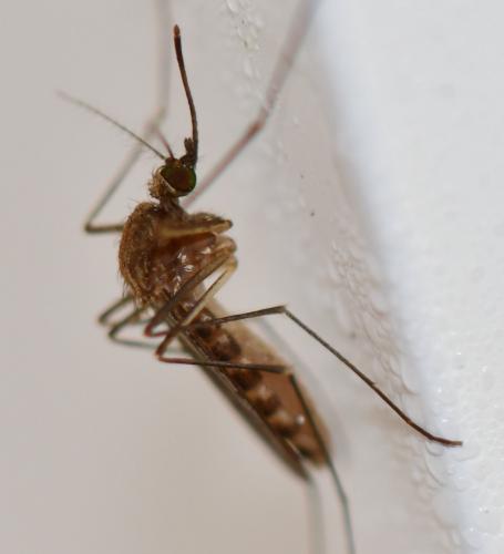 Réf. 274 441 : Culex sp.